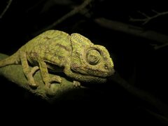 Chamaeleo chamaeleon chamaeleon