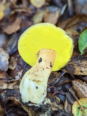 Aureoboletus citriniporus