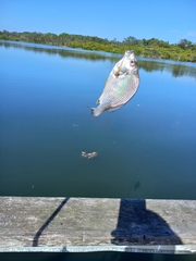 Acanthopagrus australis