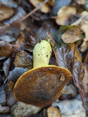 Aureoboletus citriniporus