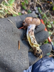 Gomphidius oregonensis