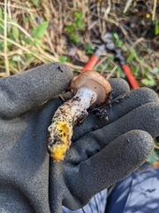 Gomphidius oregonensis