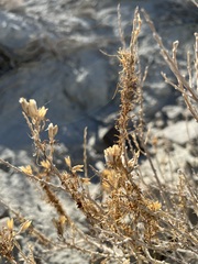 Tetradymia glabrata