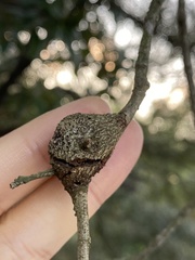 Callirhytis quercusbatatoides