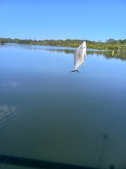 Acanthopagrus australis