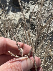 Tetradymia glabrata