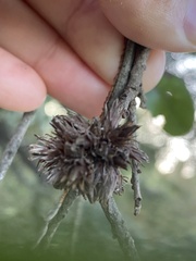 Andricus quercusfoliatus