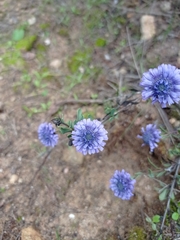 Globularia