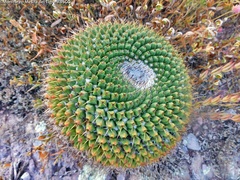 Mammillaria gigantea
