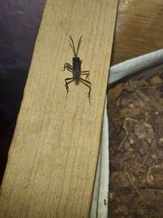 Evania appendigaster
