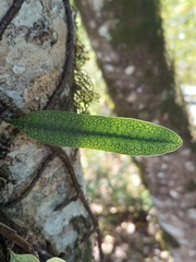 Microgramma squamulosa