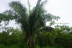 Attalea butyracea