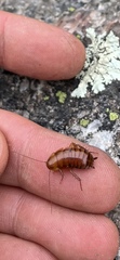 Parcoblatta pennsylvanica