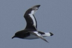 Thalassoica antarctica