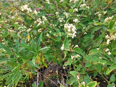 Lippia graveolens