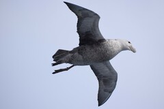 Macronectes giganteus