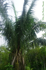 Attalea butyracea