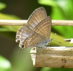 Theclinesthes onycha