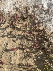 Suaeda calceoliformis