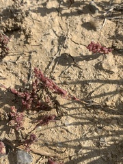 Suaeda calceoliformis