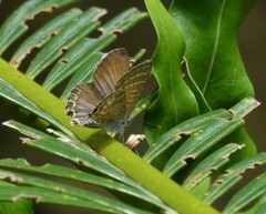 Theclinesthes onycha