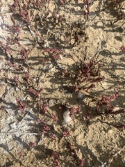 Suaeda calceoliformis