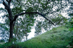 Ficus cotinifolia