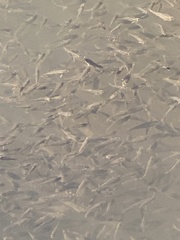 Fundulus parvipinnis