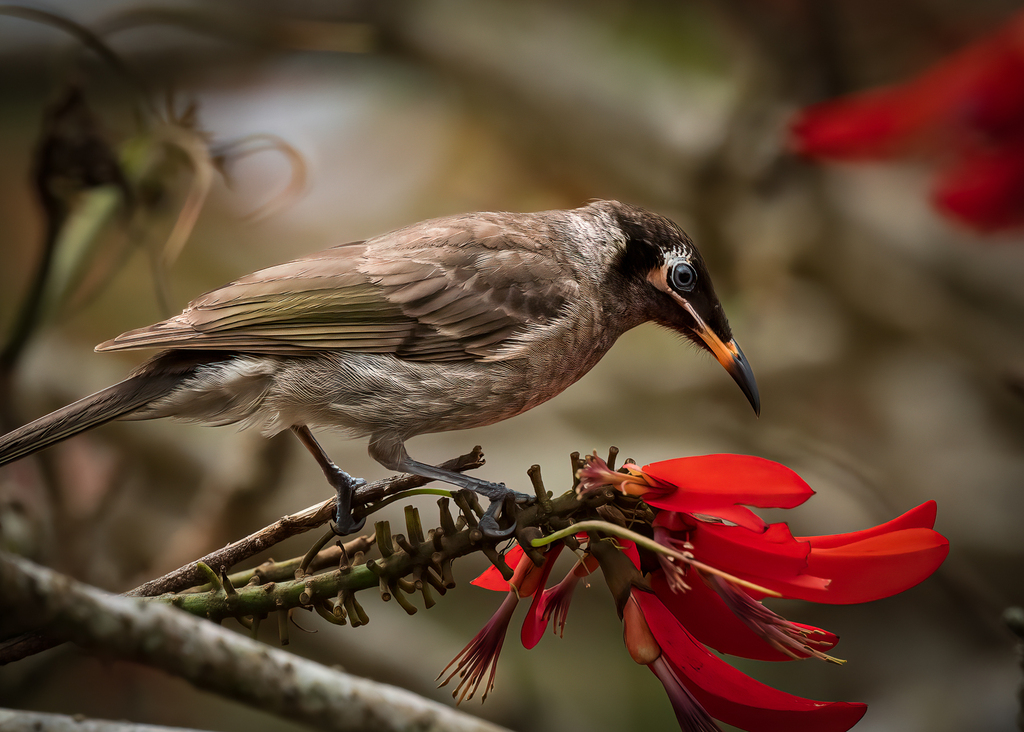 Bridled Honeyeater