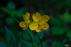 Senna occidentalis