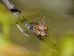 Dichetophora