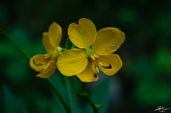 Senna occidentalis