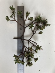 Pimelea oreophila
