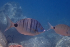 Diplodus puntazzo