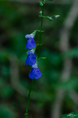 Salvia languidula