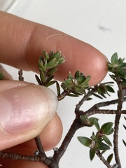 Pimelea oreophila