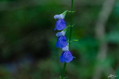 Salvia languidula