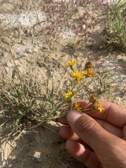 Pyrrocoma lanceolata