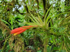 Guzmania angustifolia