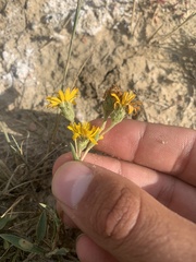 Pyrrocoma lanceolata