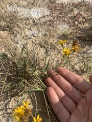 Pyrrocoma lanceolata