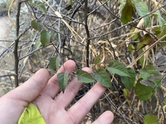 Jacquemontia pringlei