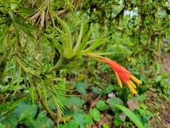Guzmania angustifolia