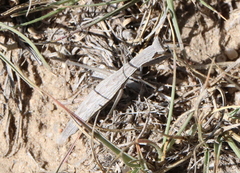 Yersiniops solitarius