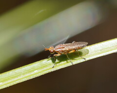 Dichetophora
