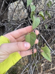Jacquemontia pringlei