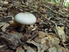 Agaricus leptocaulis