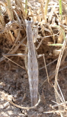 Yersiniops solitarius