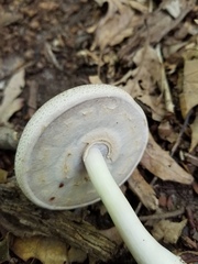 Agaricus leptocaulis