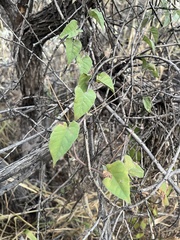 Jacquemontia pringlei